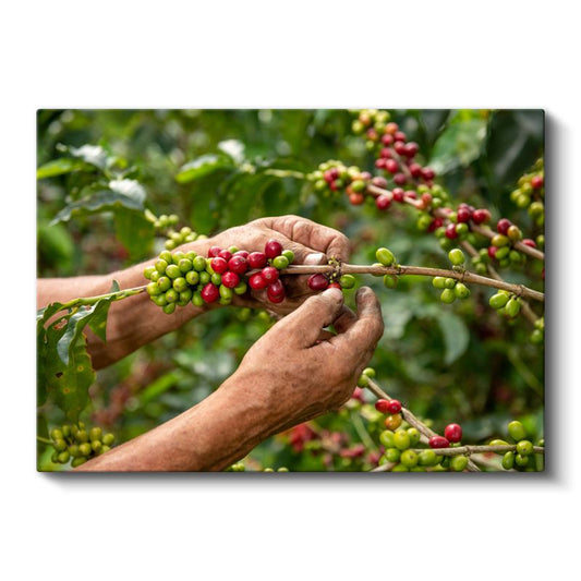Kahve Hasadı - Taze Çekirdekler Kanvas Tablo