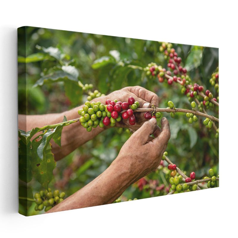 Kahve Hasadı - Taze Çekirdekler Kanvas Tablo