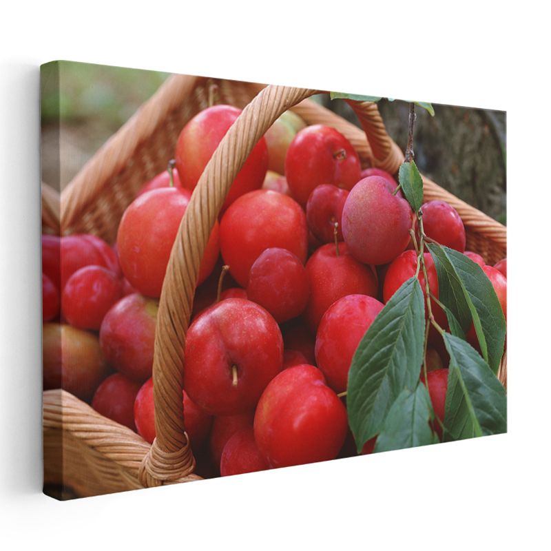 Kırmızı Elma Hasadı - Taze Meyve Sepeti Kanvas Tablo
