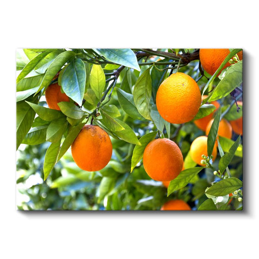 Portakal Ağacı - Taze Narenciye Bahçesi Kanvas Tablo
