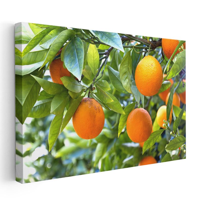Portakal Ağacı - Taze Narenciye Bahçesi Kanvas Tablo
