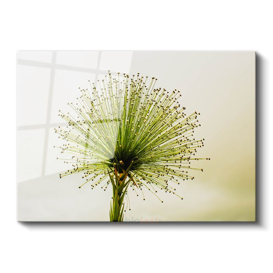 Yeşil Allium - Minimalist Tarzda Çarpıcı Bitki Portresi Cam Tablo