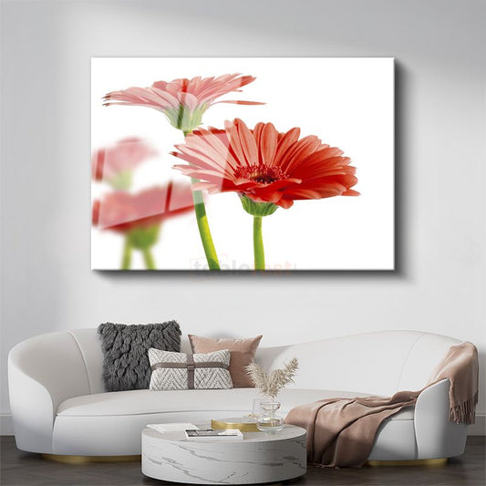 Kırmızı Gerbera - Beyaz Fonda Minimalist Tasarım Cam Tablo