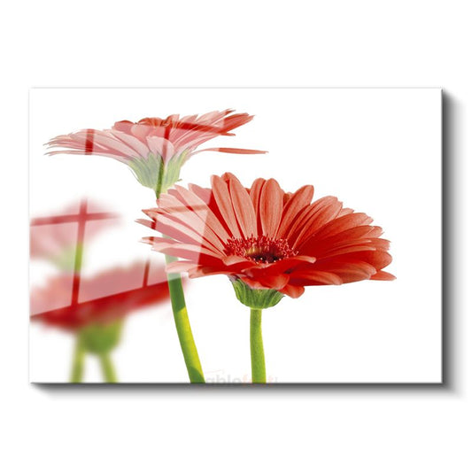 Kırmızı Gerbera - Beyaz Fonda Minimalist Tasarım Cam Tablo