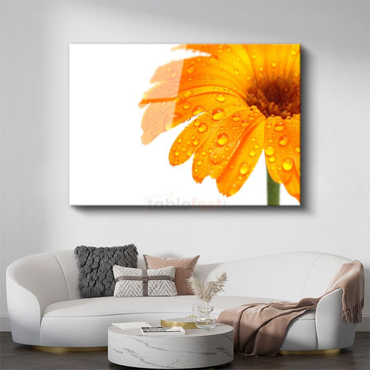 Turuncu Gerbera - Çiy Damlacıklı Detay Cam Tablo