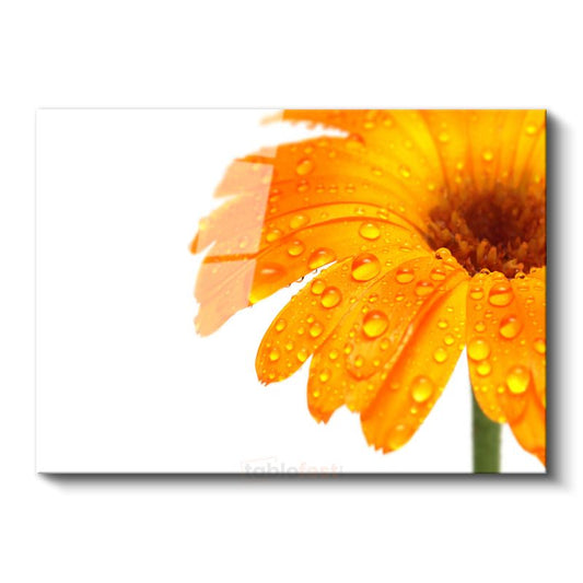Turuncu Gerbera - Çiy Damlacıklı Detay Cam Tablo