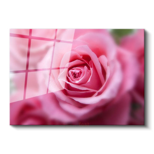 Pembe Gül - Yumuşak Odak Teknikli Çekim Cam Tablo