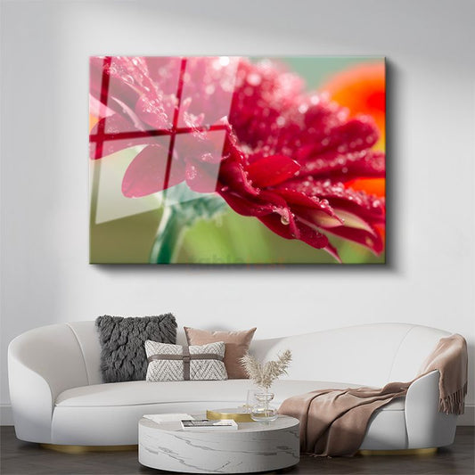 Kırmızı Gerbera - Çiy Damlacıklı Makro Çekim Cam Tablo