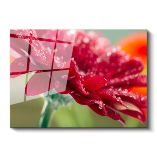 Kırmızı Gerbera - Çiy Damlacıklı Makro Çekim Cam Tablo