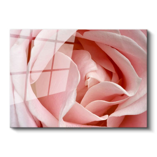 Pembe Gül - Makro Çekim Yumuşak Petal Detayları Cam Tablo