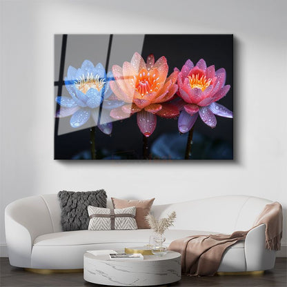 Renkli Nilüferler - Çiy Damlacıklı Üç Renk Lotus Cam Tablo