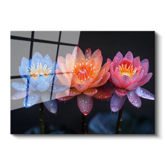 Renkli Nilüferler - Çiy Damlacıklı Üç Renk Lotus Cam Tablo