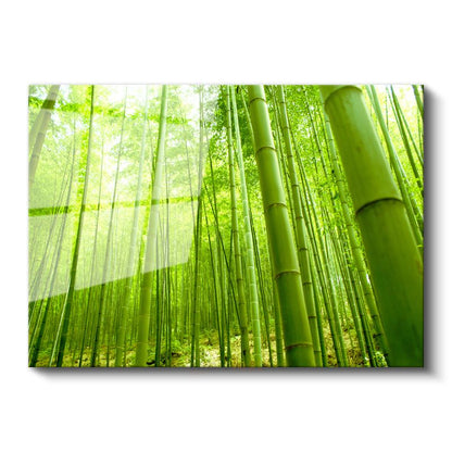 Bambu Ormanı - Canlı Yeşil Tonlarıyla Doğanın Huzuru Cam Tablo