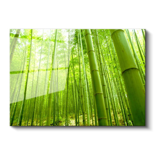 Bambu Ormanı - Canlı Yeşil Tonlarıyla Doğanın Huzuru Cam Tablo
