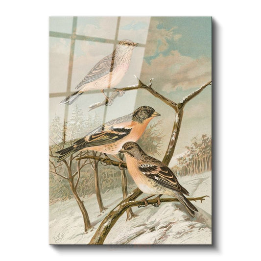 John Gould - Kış Kuşları Cam Tablo