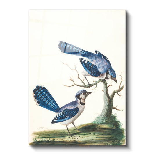 John James Audubon - Mavi Alakargalar Cam Tablo