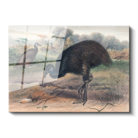 John Gould - Avustralya Emusu Cam Tablo