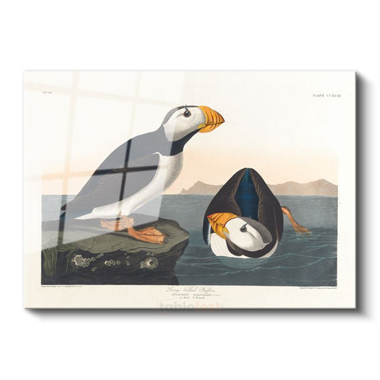 John James Audubon - Büyük Gagalı Deniz Papağanları Cam Tablo