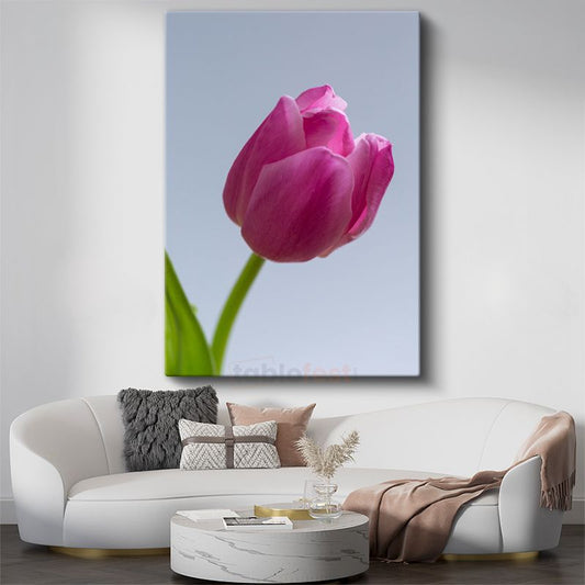 Pembe Lale - Minimalist Çiçek Portresi Kanvas Tablo