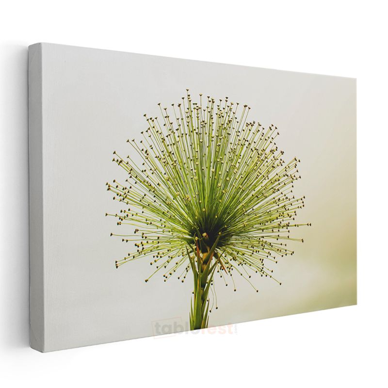 Yeşil Allium - Minimalist Tarzda Çarpıcı Bitki Portresi Kanvas Tablo