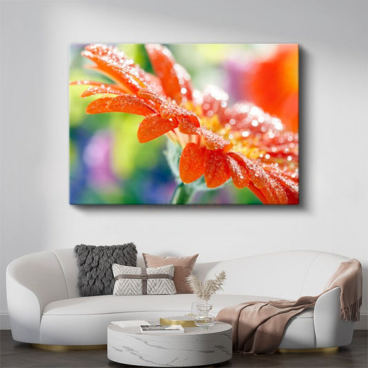 Turuncu Gerbera - Çiy Damlacıklı Çiçek Detayı Kanvas Tablo