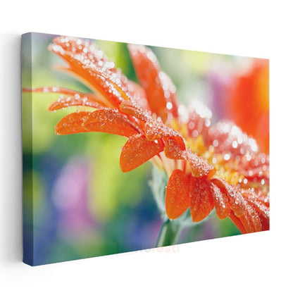 Turuncu Gerbera - Çiy Damlacıklı Çiçek Detayı Kanvas Tablo