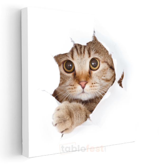 Meraklı Kedi - Kağıttan Bakan Sevimli Dostumuz Kanvas Tablo