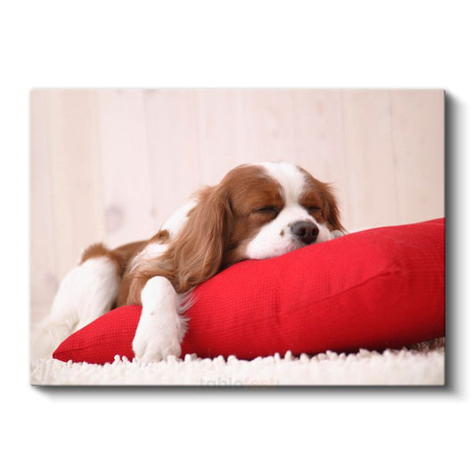 Uykucu Köpek - Kırmızı Yastıkta Huzurlu Cavalier Spaniel Kanvas Tablo