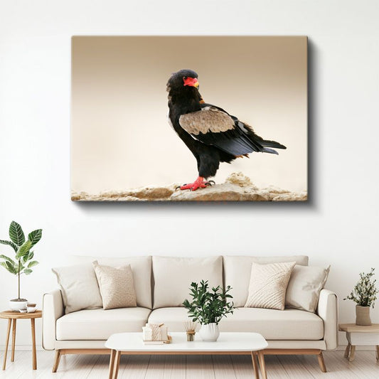 Bateleur Kartalı - Kırmızı Gagalı Yırtıcı Kuş Kanvas Tablo