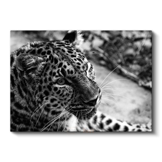 Leopar Portresi - Siyah Beyaz Vahşi Kedi Kanvas Tablo