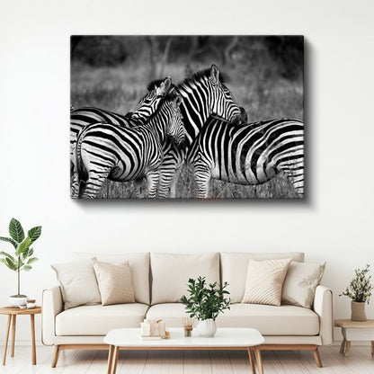 Zebra Sürüsü - Savanada Siyah Beyaz Uyum Kanvas Tablo