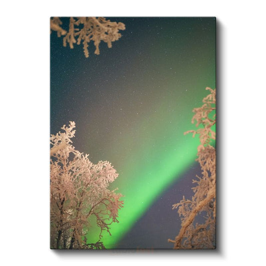 Kuzey Işıkları - Karlı Ağaçlar Arasında Aurora Kanvas Tablo
