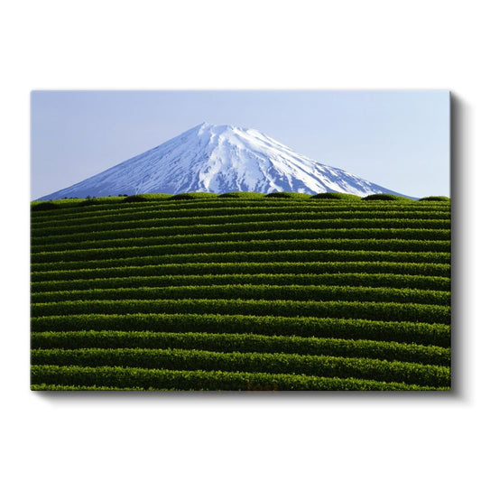 Fuji Dağı - Çay Tarlaları Manzarası Kanvas Tablo