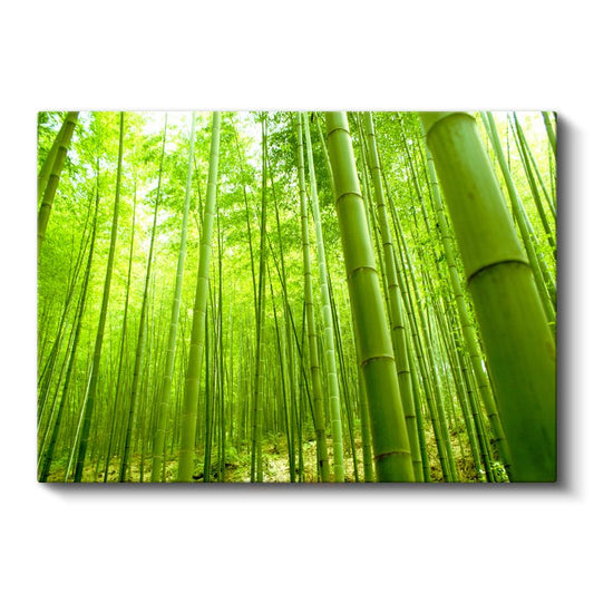 Bambu Ormanı - Canlı Yeşil Tonlarıyla Doğanın Huzuru Kanvas Tablo