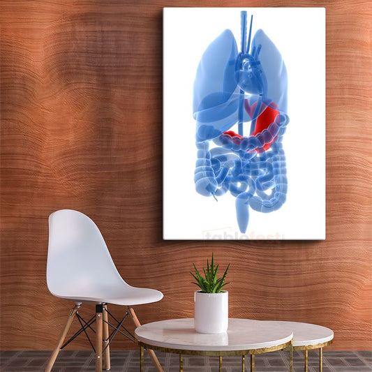 Doktor - İnsan Anatomisi ve Organlar Kanvas Tablo