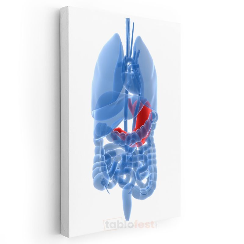 Doktor - İnsan Anatomisi ve Organlar Kanvas Tablo