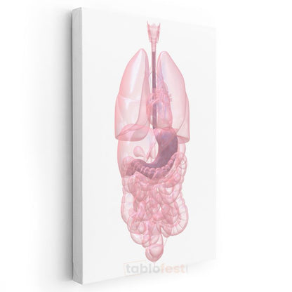 İç Hastalıkları Uzmanı - İnsan Anatomisi Kanvas Tablo