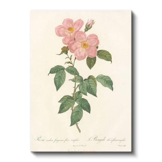 Pierre-Joseph Redouté - Pembe Yaban Gülü Kanvas Tablo