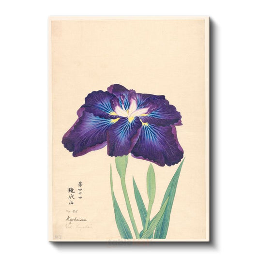 Ohara Koson - Mor İris Çiçeği Japon Tarzı İllüstrasyon Kanvas Tablo