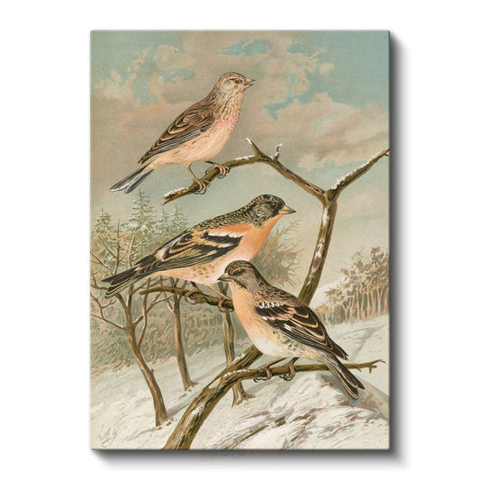 John Gould - Kış Kuşları Kanvas Tablo
