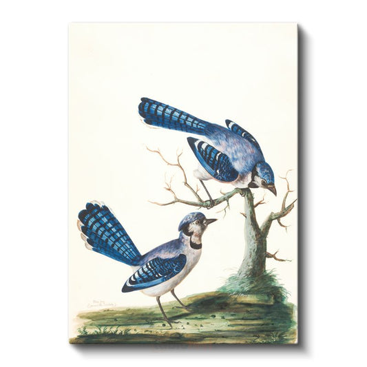 John James Audubon - Mavi Alakargalar Kanvas Tablo