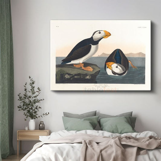 John James Audubon - Büyük Gagalı Deniz Papağanları Kanvas Tablo