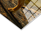 Tamperli Gerçek Cam Tablo Kayalık Üzeri Kral Aslan Tablosu Duvar Dekoru