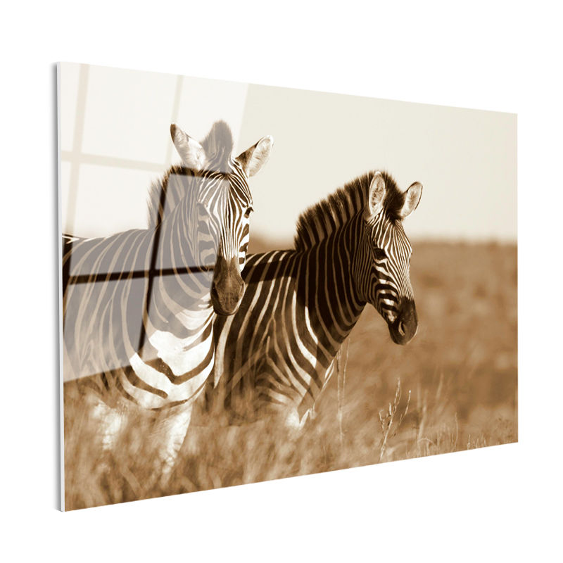 Tamperli Gerçek Cam Tablo Kuru Otlar Arasında İki Zebra Zebra Tablosu Duvar Dekoru
