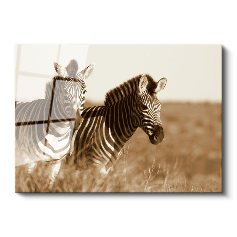 Tamperli Gerçek Cam Tablo Kuru Otlar Arasında İki Zebra Zebra Tablosu Duvar Dekoru