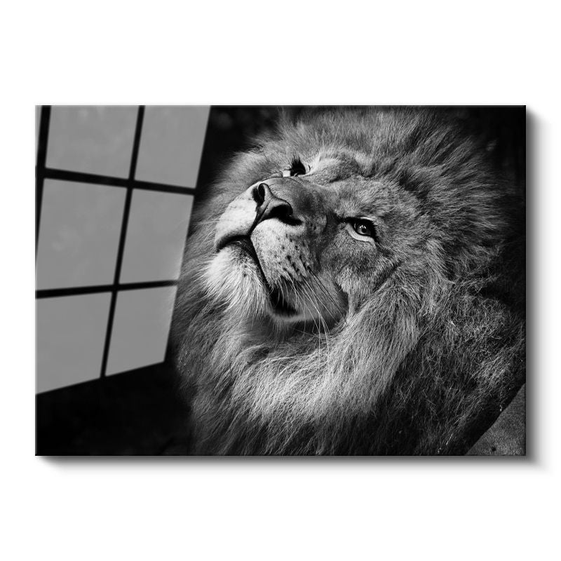 Tamperli Gerçek Cam Tablo Gökyüzüne Bakan Aslan Portresi Aslan Tablosu Duvar Dekoru