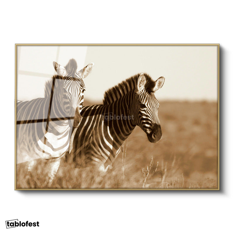 Altın Renk Metal Çerçeveli Tamperli Cam Tablo Kuru Otlar Arasında İki Zebra Zebra Tablosu Duvar Dekoru