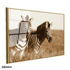 Altın Renk Metal Çerçeveli Tamperli Cam Tablo Kuru Otlar Arasında İki Zebra Zebra Tablosu Duvar Dekoru