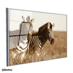 Gümüş Renk Metal Çerçeveli Tamperli Cam Tablo Kuru Otlar Arasında İki Zebra Zebra Tablosu Duvar Dekoru