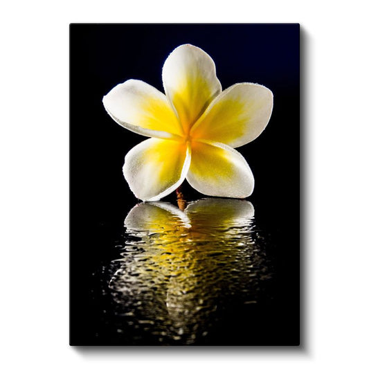 Plumeria Çiçeği - Siyah Fonda Yansıma Kanvas Tablo